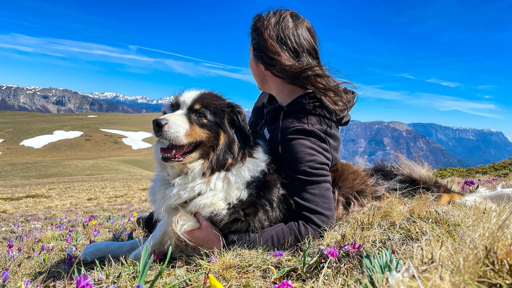 Relationship with dogs