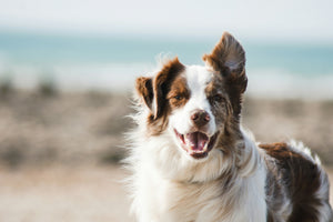 Le chien : le tout premier animal domestiqué par l’homme