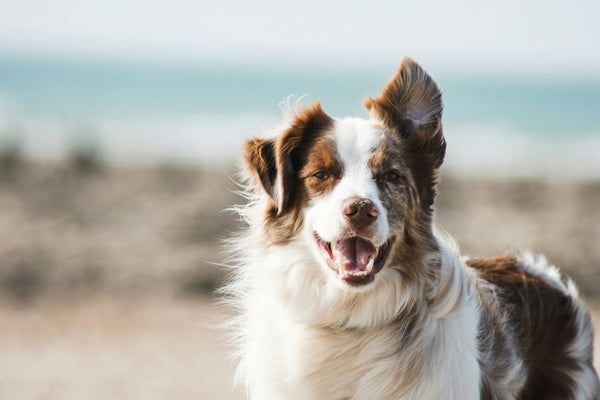 Le chien : le tout premier animal domestiqué par l’homme