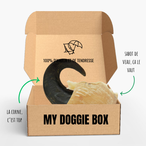 Box été pour ton petit chien 🌼